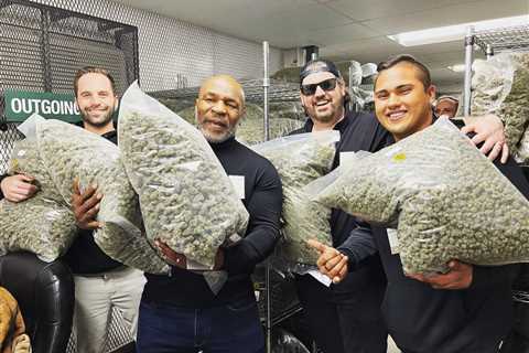 Mike Tyson struggles with industrial-sized weed bags as boxing legend visits his new partners in..