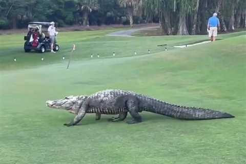 Watch incredible moment giant three-footed alligator strolls across Florida golf course leaving..