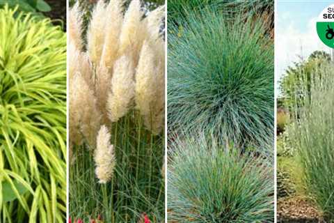 4 eye-catching grass types that will make your yard really pop, according to a superintendent