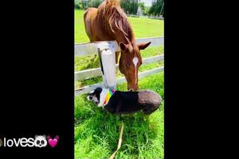 The cute horse loves his Australian Shepherd dog friend😂