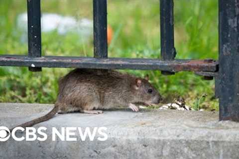 New York City launches new efforts to combat rat populations