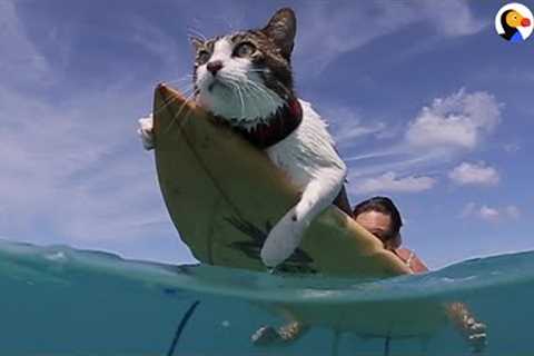 This Hawaiian Cat Loves Surfing With His Parents | The Dodo