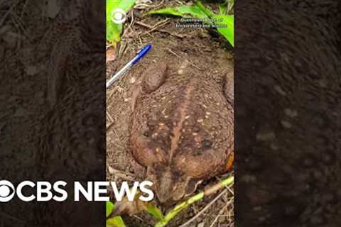 Massive cane toad called Toadzilla removed from Australia national park #shorts