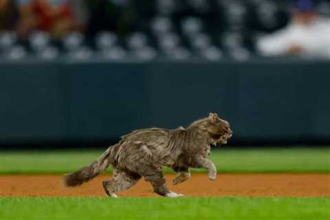 A Cat Stole The Show At MLB Spring Training Game