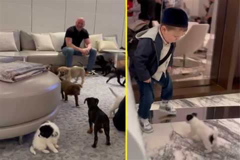 ‘He likes cats more, I guess’ – Dana White and the Nelk Boys surprise Hasbulla with puppies, but he ..