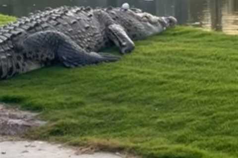 Shocking moment golfer spots ball lying on massive alligator’s HEAD as fans all say the same thing
