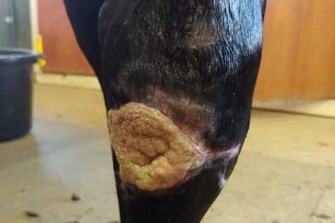 Equine Wound Worry: Injury Near Joints Require Urgent Care – Horse Racing News