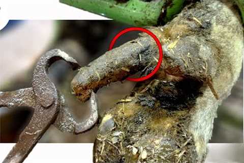 trimming HUGE dew claws hanging from a cow''s ankle