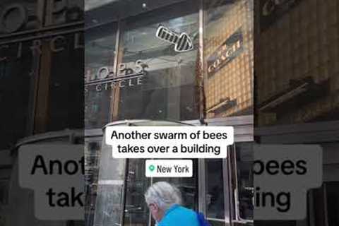 Another swarm of bees takes over New York City building #shorts