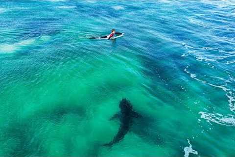 GREAT WHITE SHARK SWIMS THROUGH PRO SURFERS AT JEFFREYS BAY