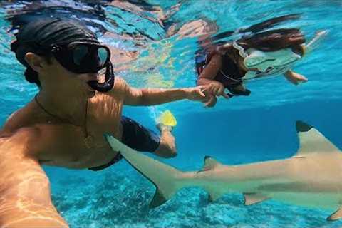 BABY CALI''s FIRST SWIM with SHARKS!