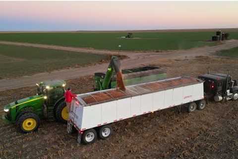 Milo Harvest Comes To A Freezing Halt