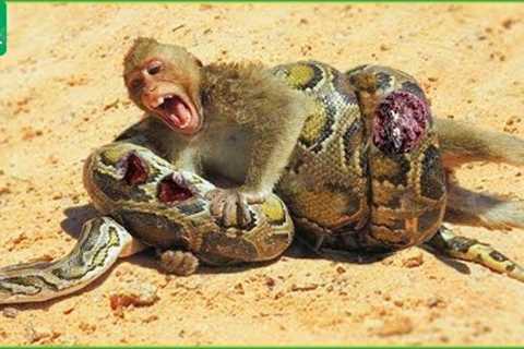 30 Painful Moments When Baby Monkeys Fight With Pythons, What Happens Next? | Animal Fight