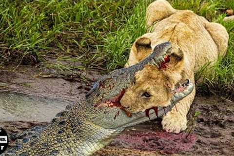 Amazing! 45 Craziest Animal Fights You Won''t Believe Exist | Wild Animals