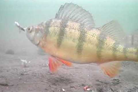 Underwater camera ice fishing highlights for perch and walleye!