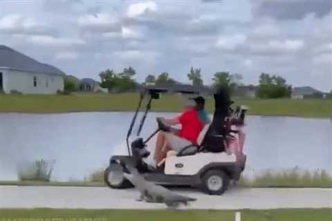 Golf Cart Attacked by Alligator in Florida, Shocking Video Surfaces