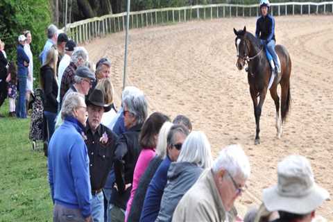 The Insider's Guide to Attending Polo Events in Aiken, South Carolina