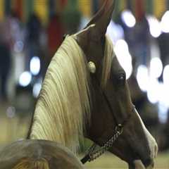 Age Restrictions for Horse Shows in Scottsdale, Arizona