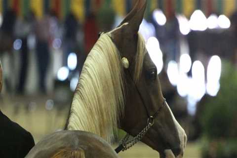 Age Restrictions for Horse Shows in Scottsdale, Arizona