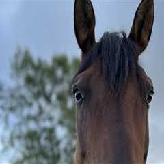 The True Cost of Owning a Horse in Beaver County, Pennsylvania