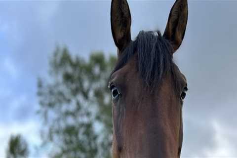 The True Cost of Owning a Horse in Beaver County, Pennsylvania