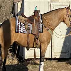 The Ultimate Guide to Dress Code for Horse Shows in Southwestern Missouri: An Expert's Perspective