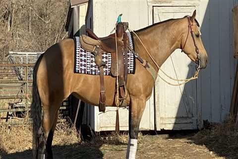 The Ultimate Guide to Dress Code for Horse Shows in Southwestern Missouri: An Expert's Perspective