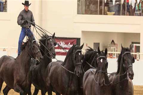 The Fascinating World of Horse Shows in Southwestern Missouri