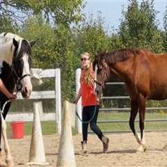 The Benefits of Volunteering at Horse Shows in Northeast Ohio