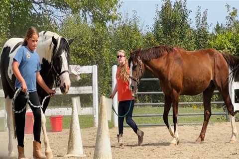 The Benefits of Volunteering at Horse Shows in Northeast Ohio
